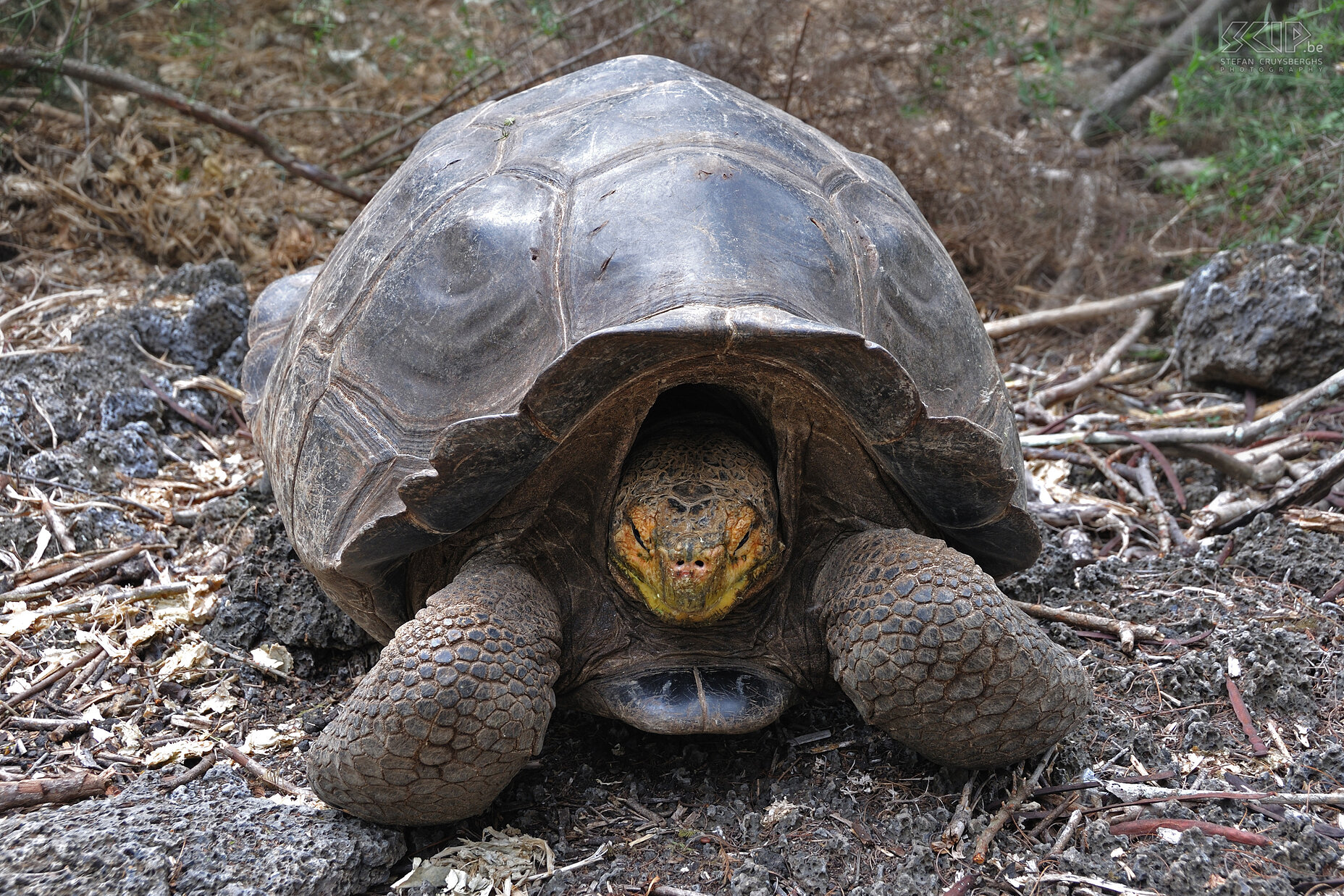 Galapagos - Floreana - Tortoise The Galapagos are famous for the large tortoises which can be found on almost every large island. The Galápagos giant tortoise is the largest tortoise in the world. Males can be up to 1.2 meters long and can become more than 100 years old. Stefan Cruysberghs